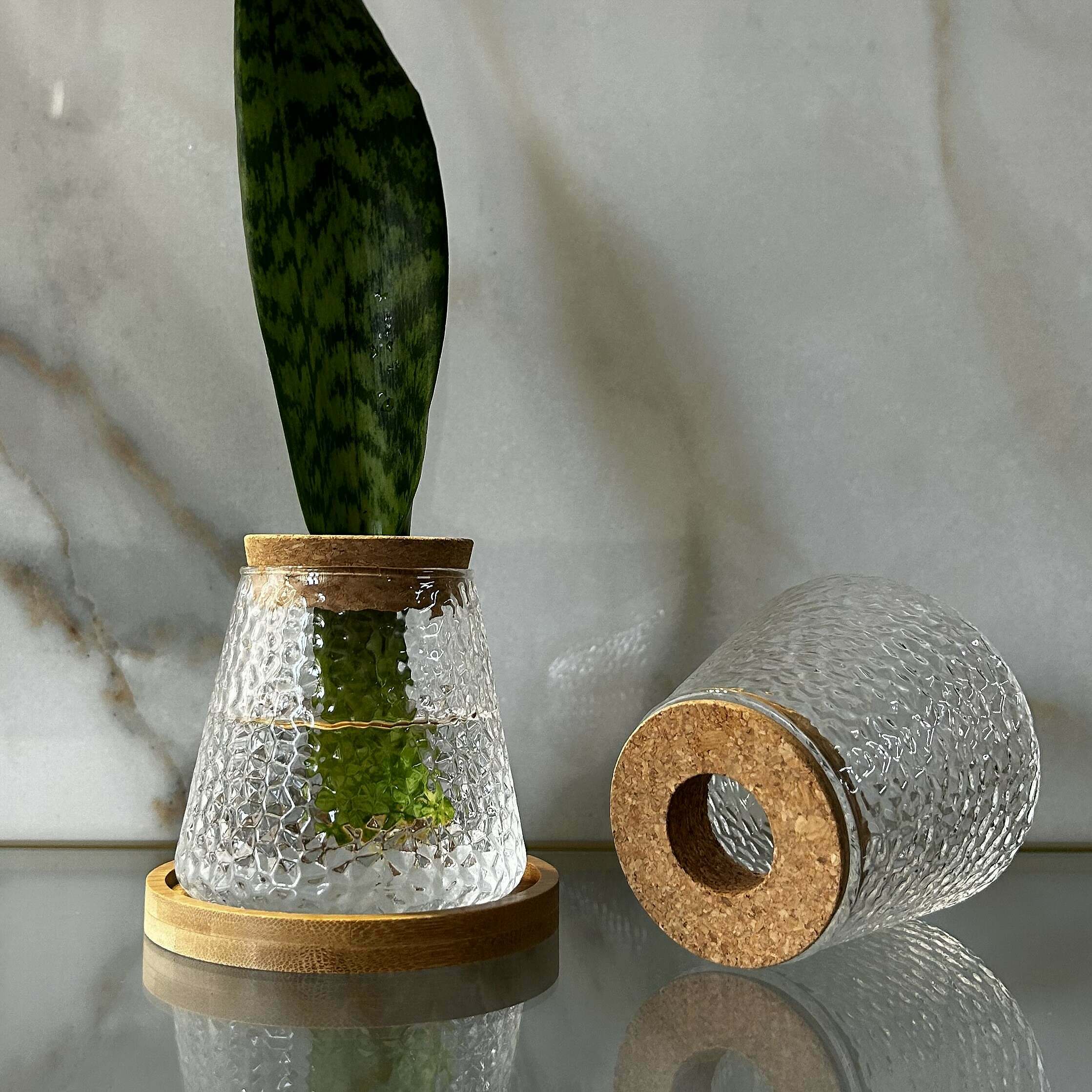 Hydroponická váza na pestovanie rastlín so živným roztokom, svokrin jazyk Sansevieria.