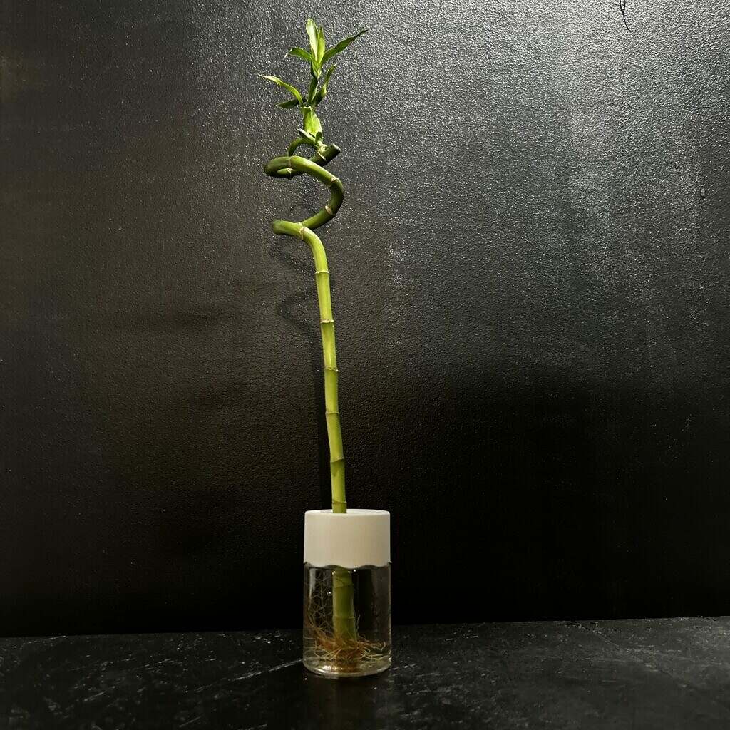 hydroponická plastová váza s rastlinou Lucky Bamboo